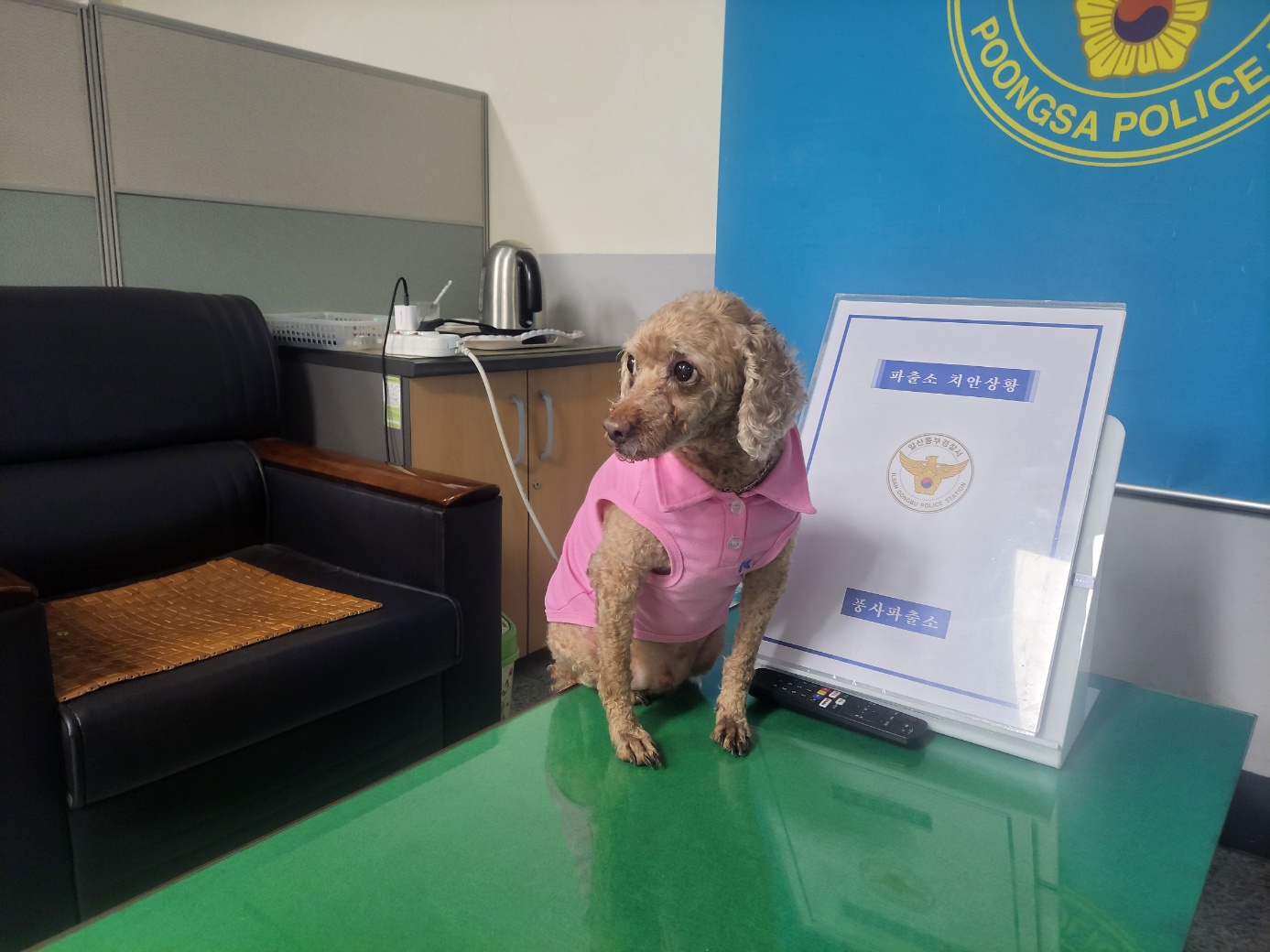 고양시동물보호센터_441394202500989
