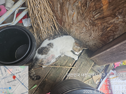 대전동물보호센터_430365202500191