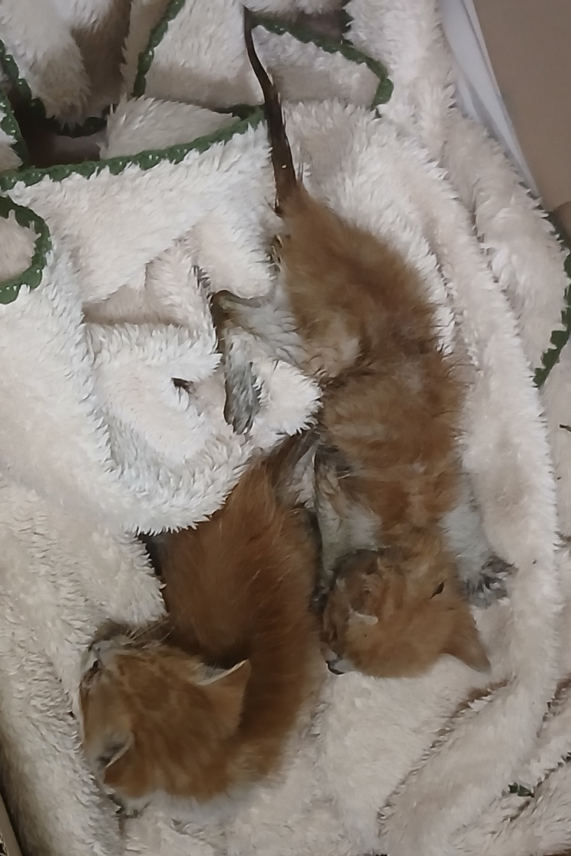 대구유기동물보호협회_427345202500283