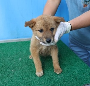 제주 동물보호센터_450650202501178