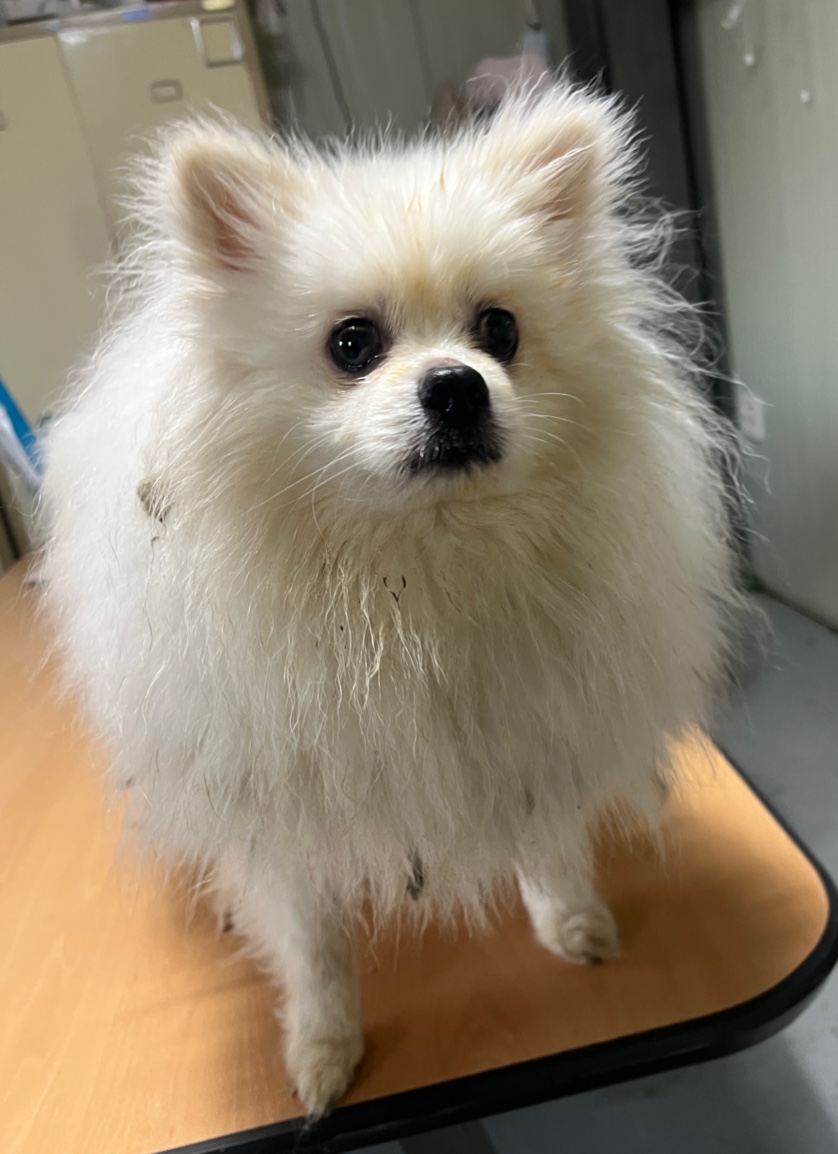 부산동물보호센터_426332202500244