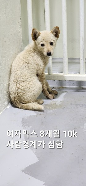 옥천동물병원_443443202500455