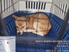 대전동물보호센터_430365202500190