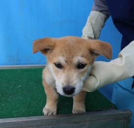 제주 동물보호센터_450650202501185