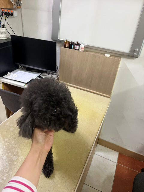 삼산종합동물병원_428354202500453