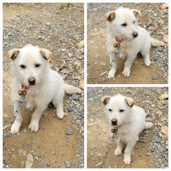 무안군유기동물보호소_446495202500151