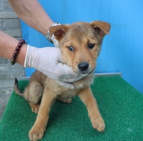 제주 동물보호센터_450650202501187