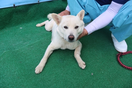 제주 동물보호센터_450650202501184