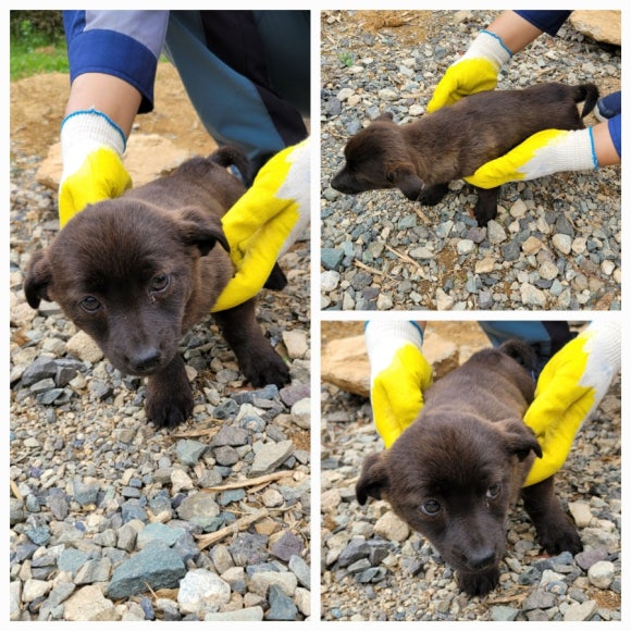 무안군유기동물보호소_446495202500148