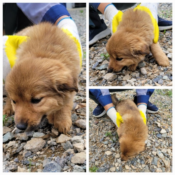 무안군유기동물보호소_446495202500149