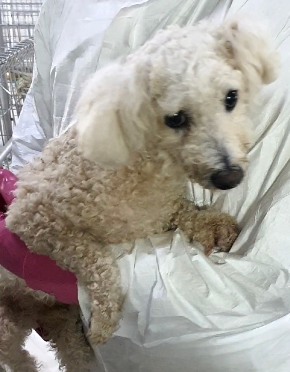 보호중 비숑 프리제…
