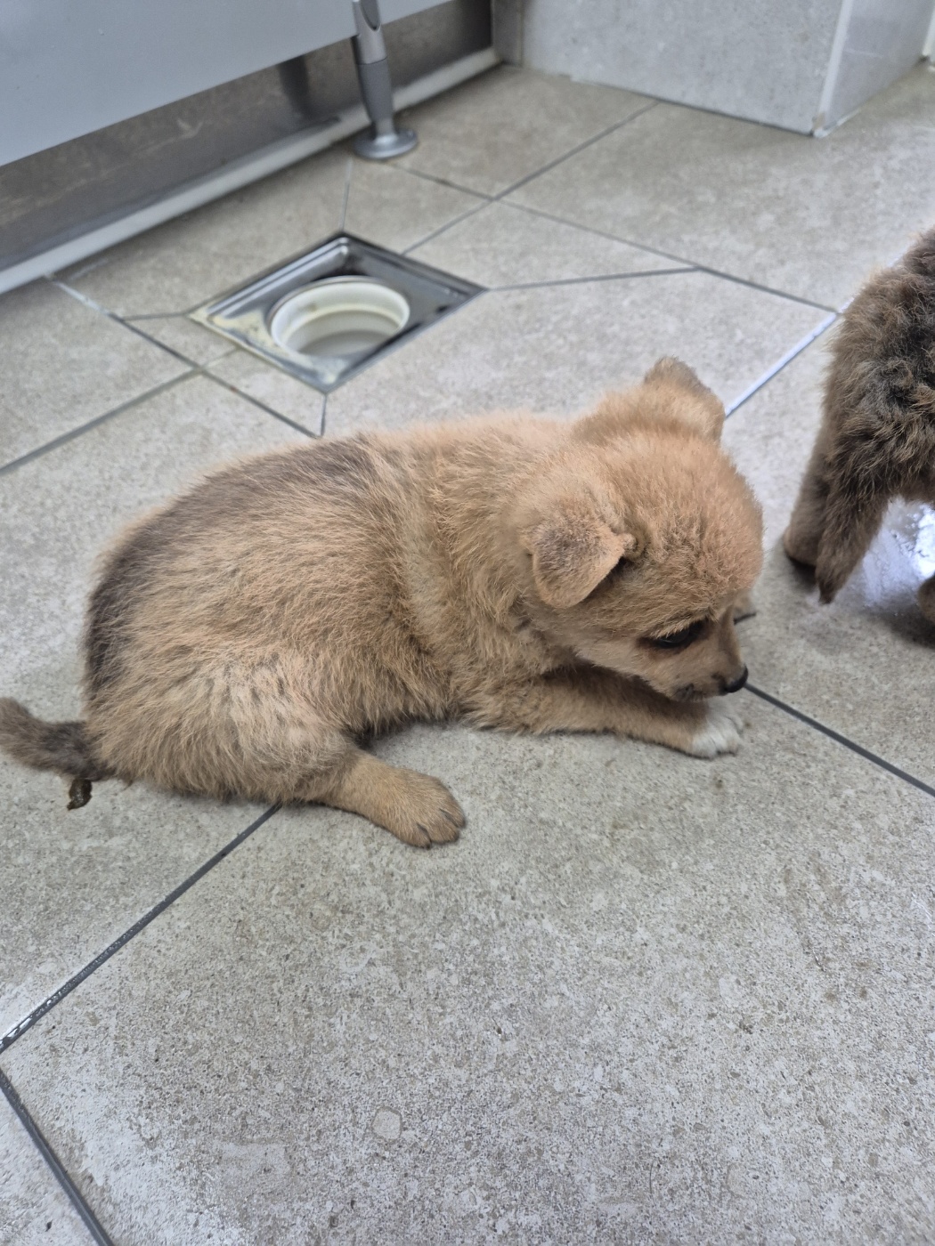 인제군동물보호센터_442433202500201