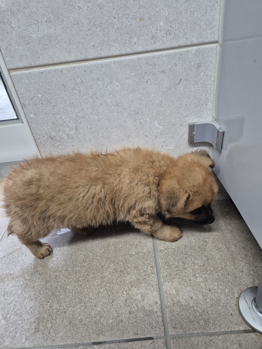 인제군동물보호센터_442433202500199