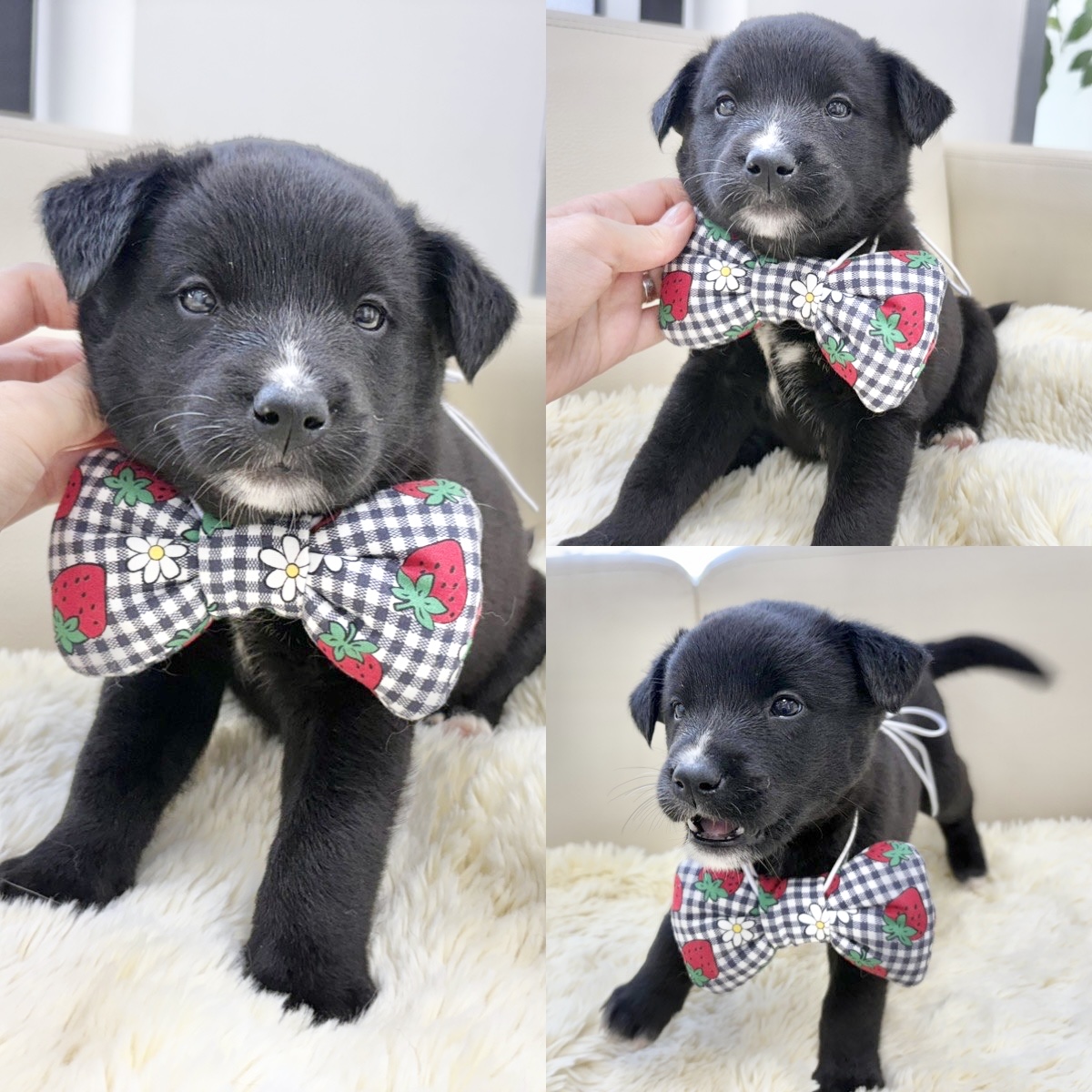 경주동물사랑보호센터_447505202500450