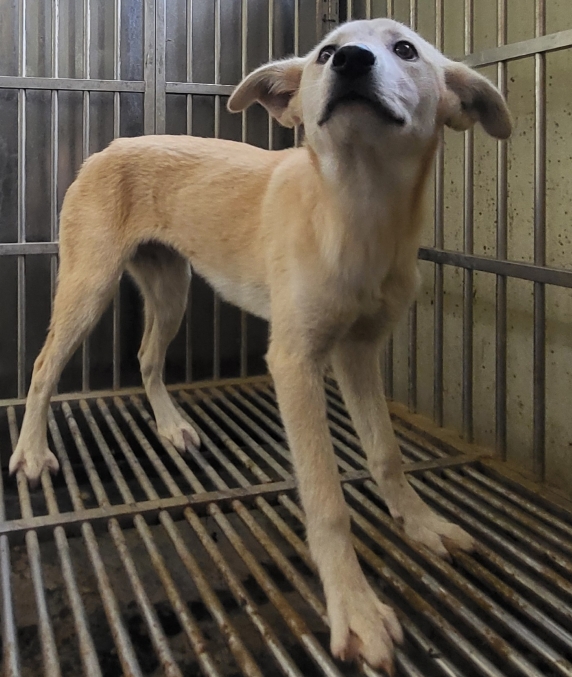 의령군 동물보호센터_448539202500159