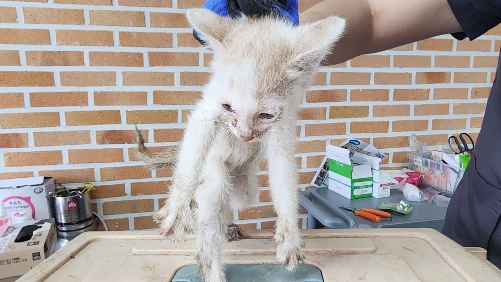대전동물보호센터_430366202500272
