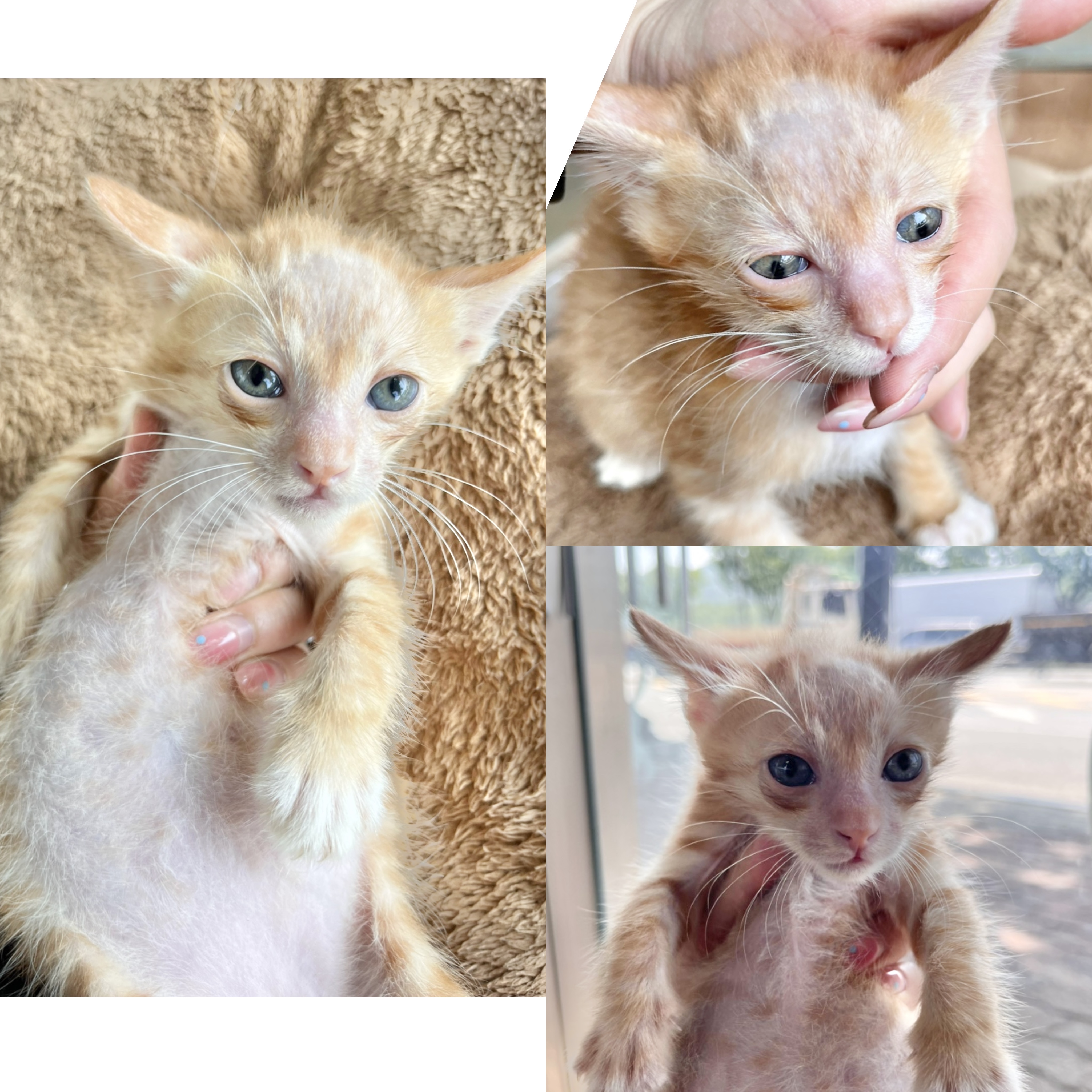 경주동물사랑보호센터_447505202500431