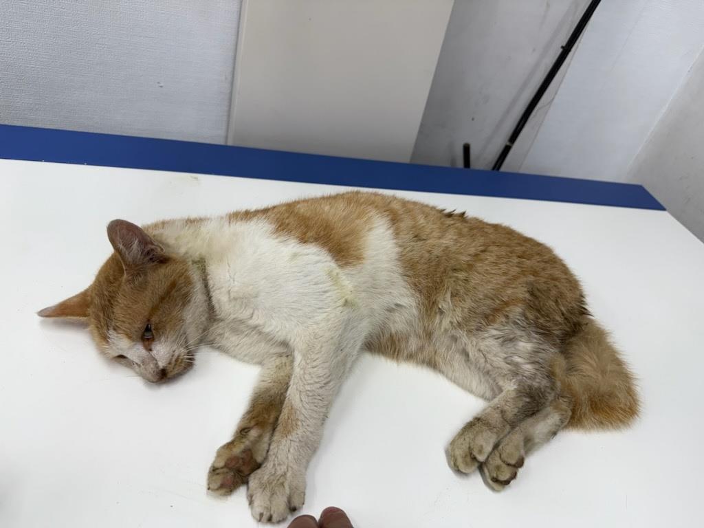 남부여동물보호소_444457202500331