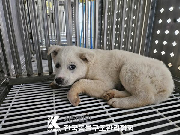 한국동물구조관리협회_441409202500731