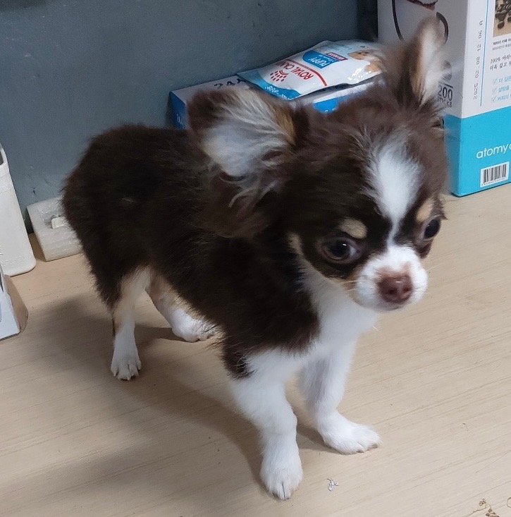 보령시유기동물보호소_444451202500547