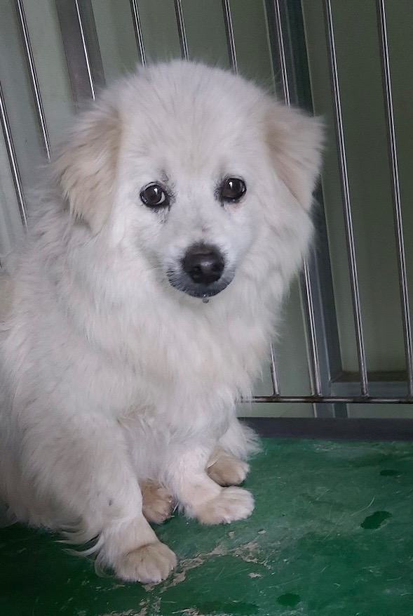 보령시유기동물보호소_444451202500548