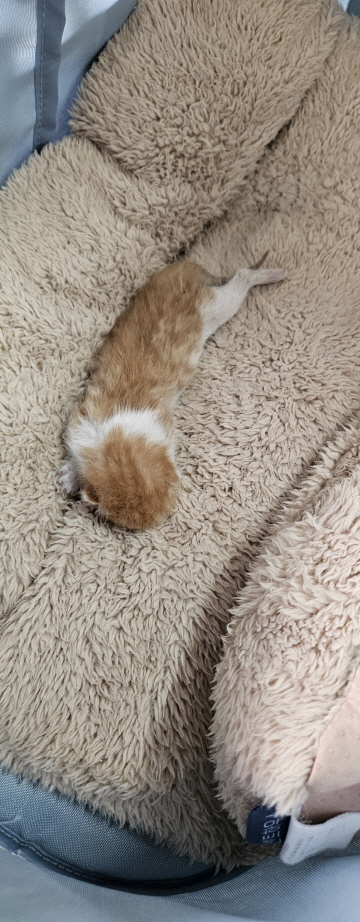 익산유기동물보호소_445468202501580