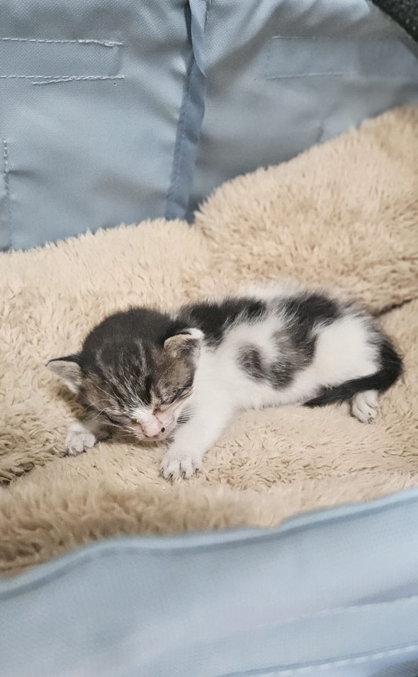익산유기동물보호소_445468202501583