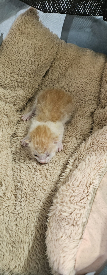 익산유기동물보호소_445468202501581