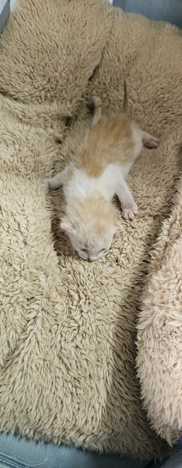 익산유기동물보호소_445468202501582