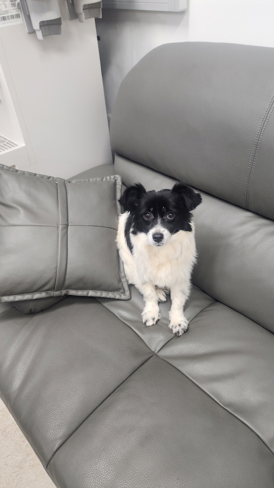 익산유기동물보호소_445468202501588