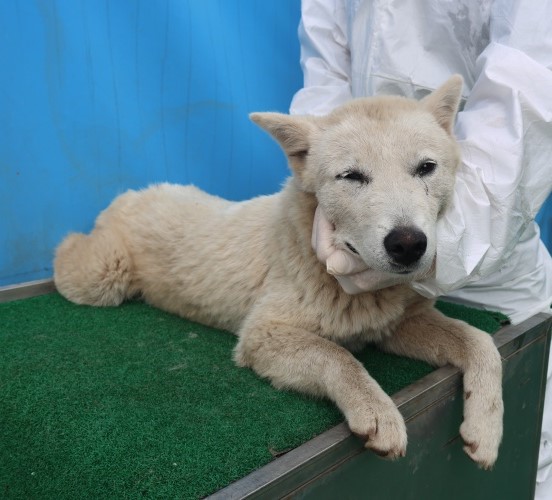 제주 동물보호센터_450650202501208