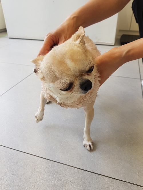 조재진동물병원_428354202500459