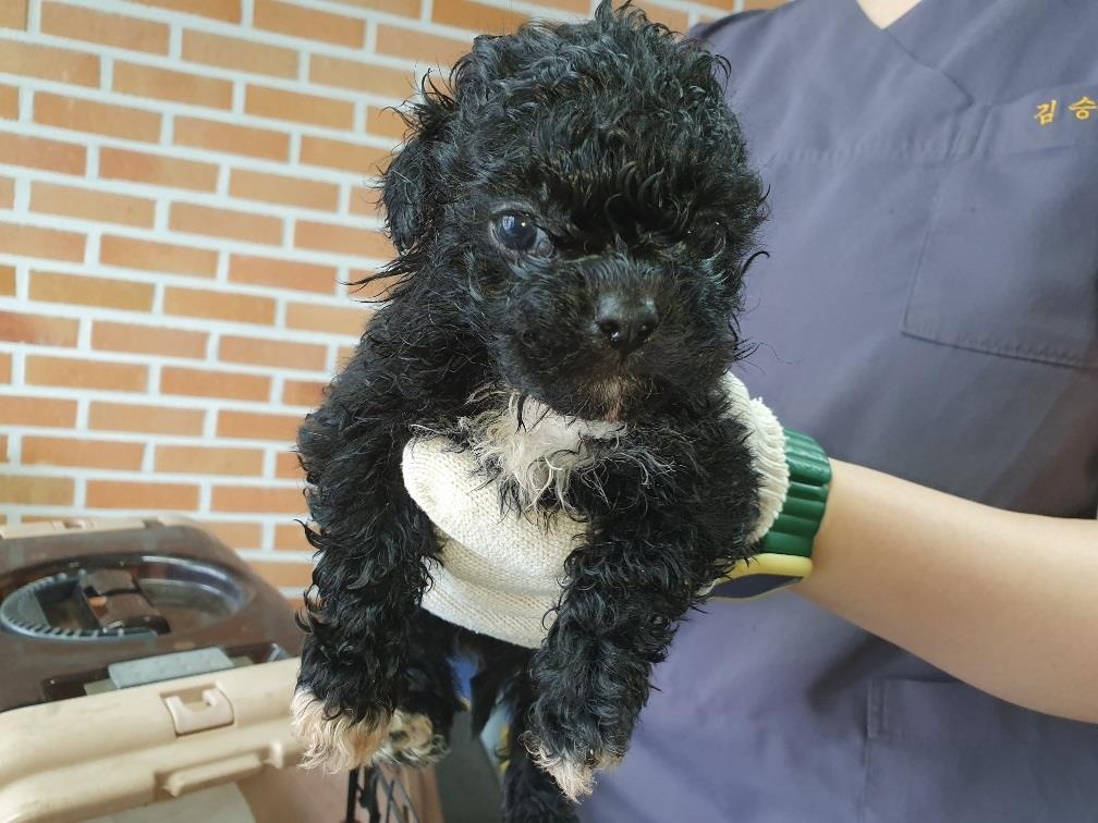 대전동물보호센터_430366202500280