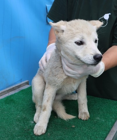 제주 동물보호센터_450650202501216