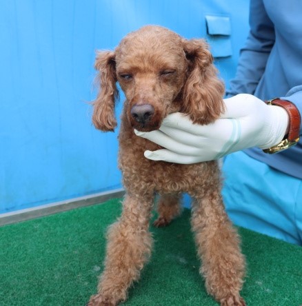 제주 동물보호센터_450650202501219