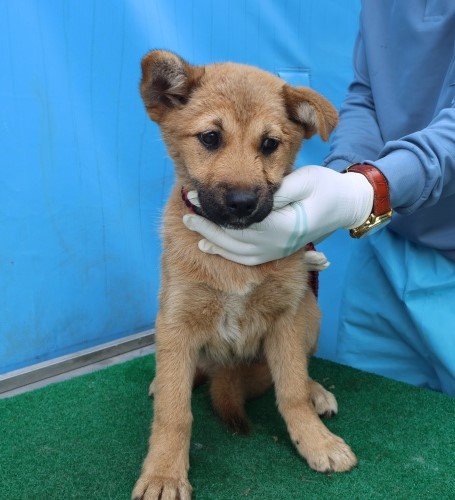 제주 동물보호센터_450650202501215