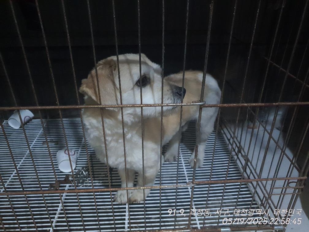 대전동물보호센터_430366202500291