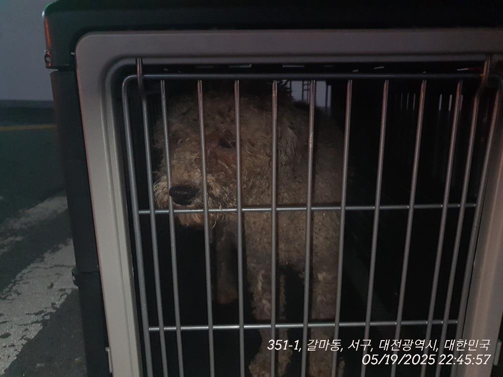 대전동물보호센터_430366202500290