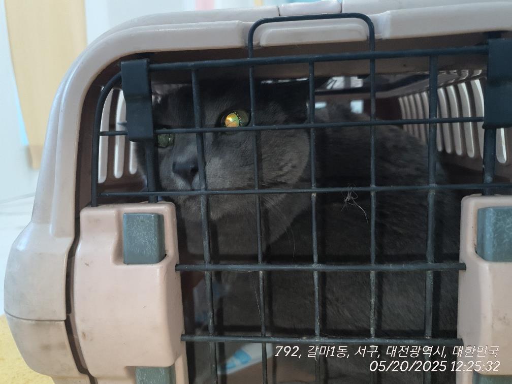 대전동물보호센터_430366202500292