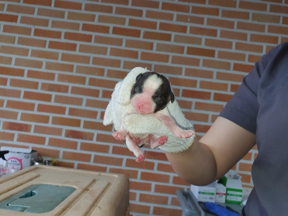 대전동물보호센터_430366202500288