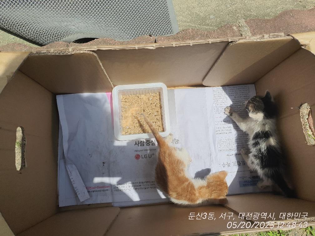 대전동물보호센터_430366202500293