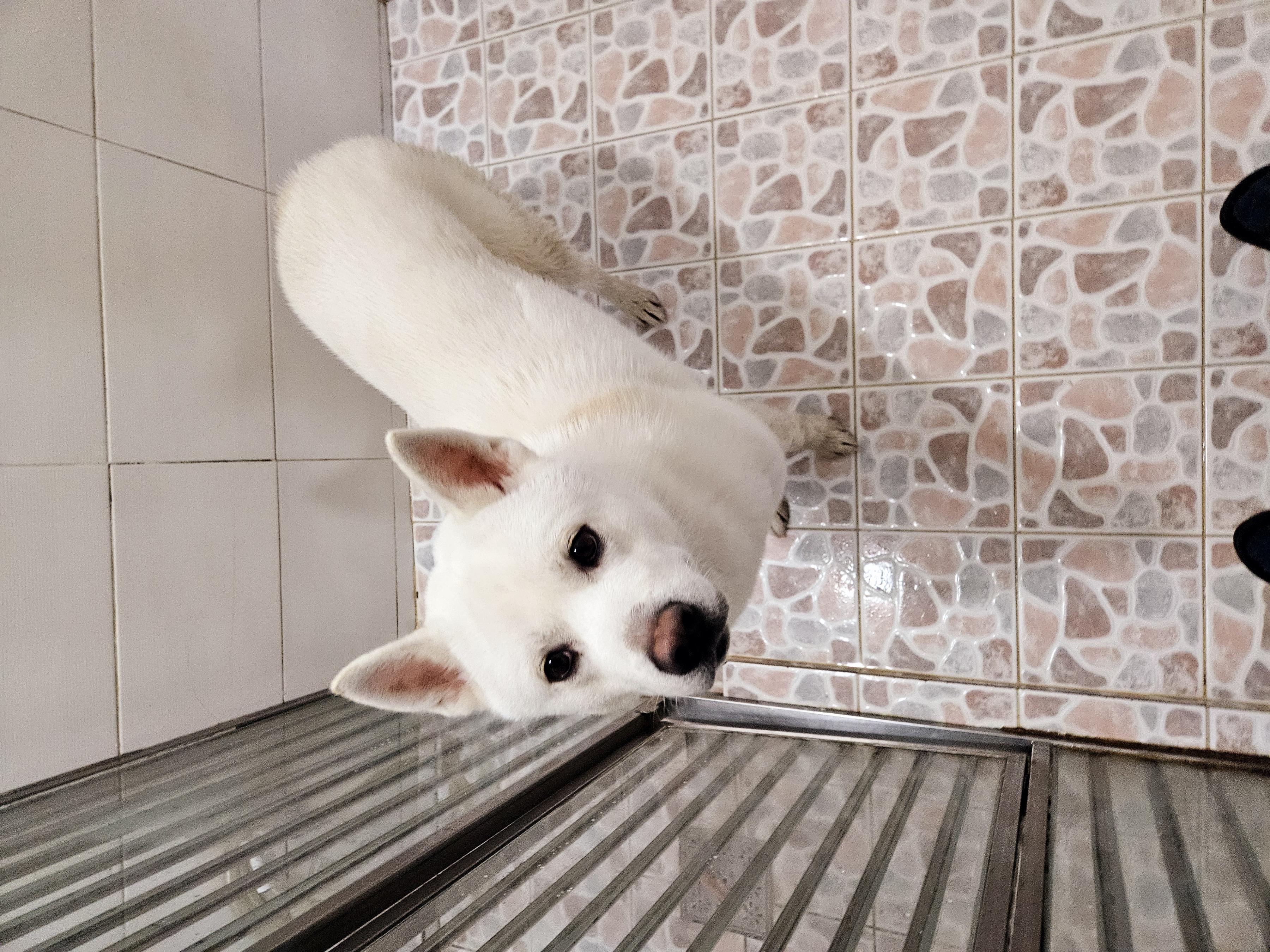 제니스동물병원_427346202500515