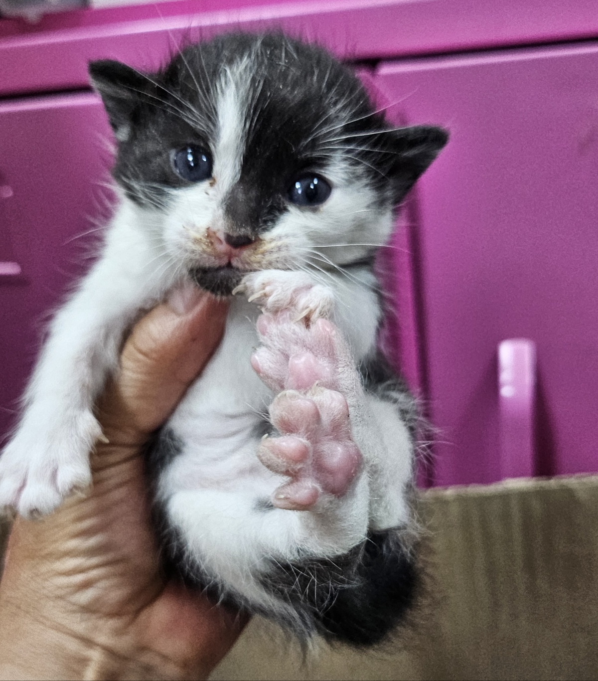 울산유기동물보호센터_431369202500242
