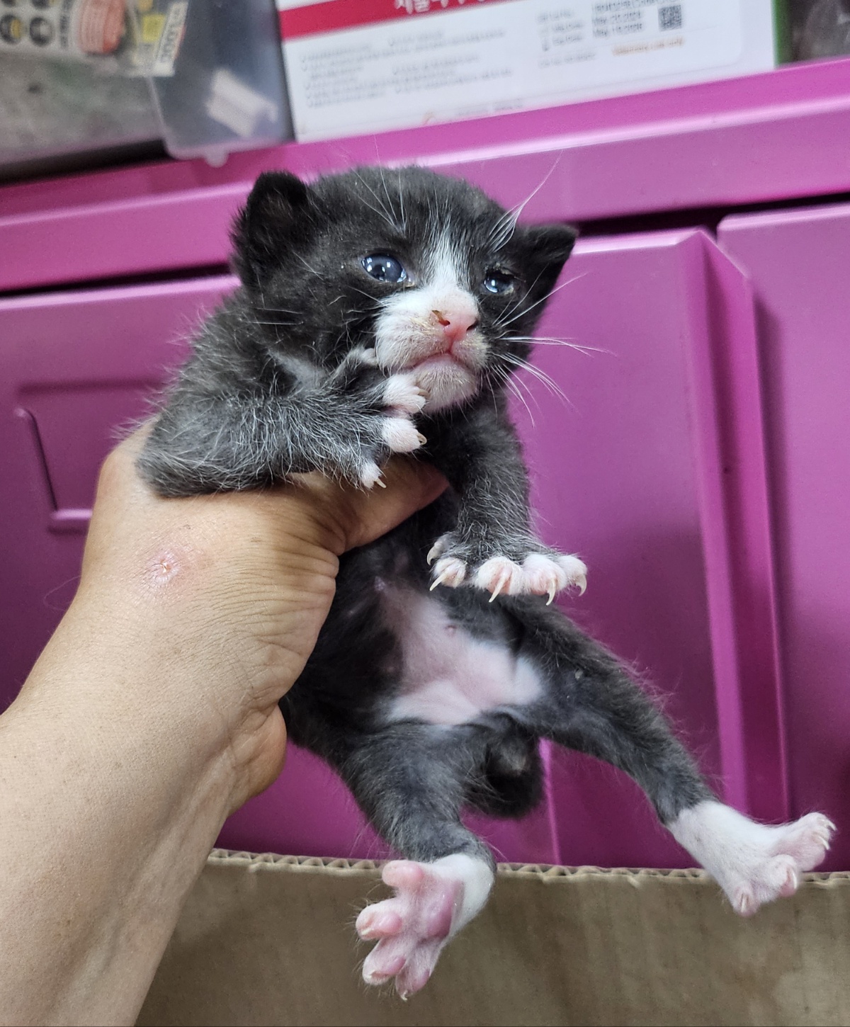울산유기동물보호센터_431369202500241