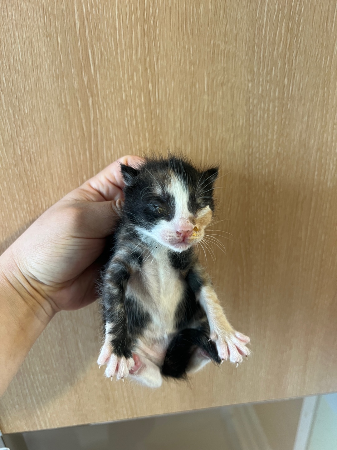 부산동물보호센터_426332202500248