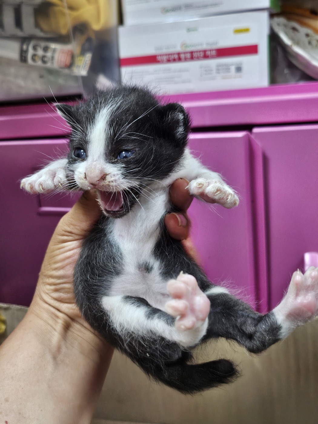 보호중 한국 고양이…