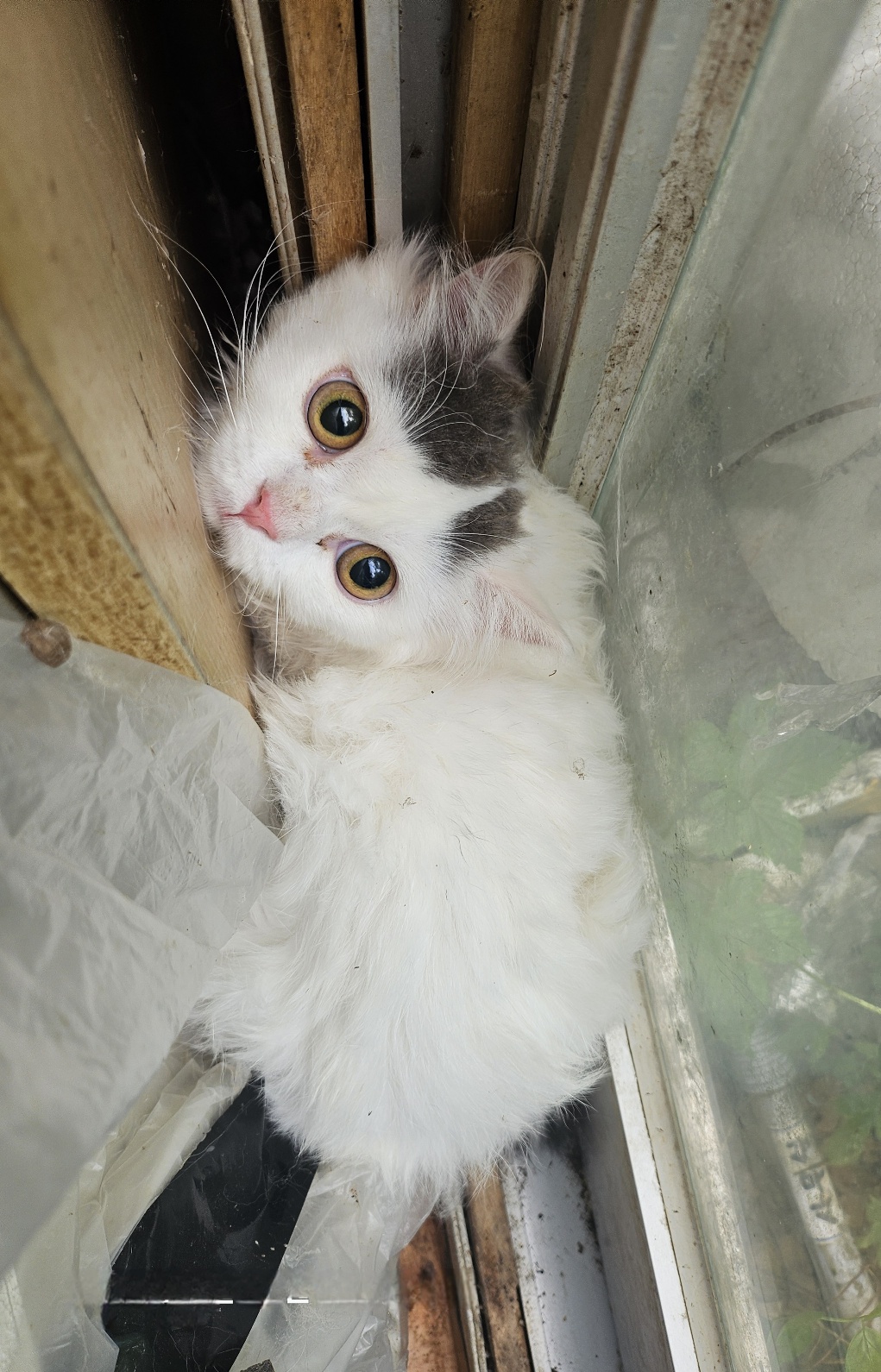 울산유기동물보호센터_431373202500674