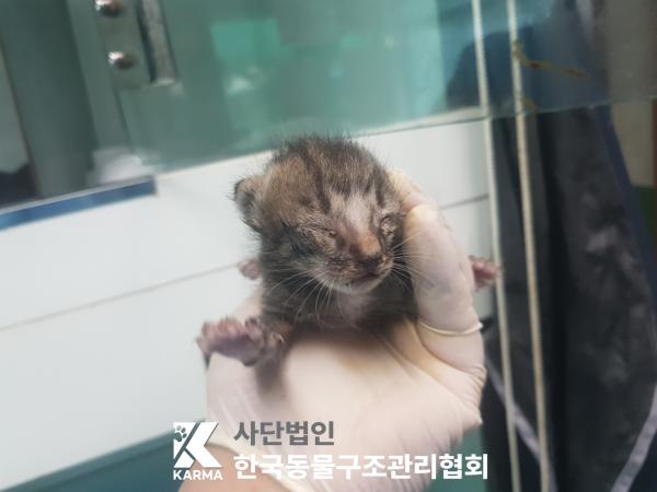 한국동물구조관리협회_441398202500284