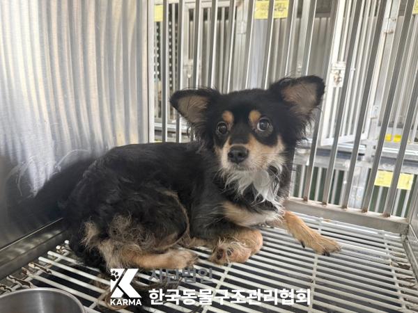 한국동물구조관리협회_411310202500402