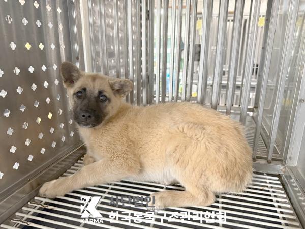 한국동물구조관리협회_441409202500732